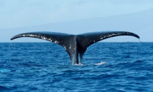Whale fluke